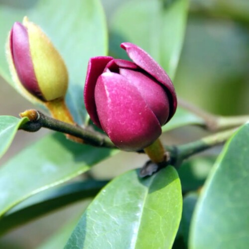 多花含笑花苗 紫色含笑 红花含笑盆栽花卉绿植 浓香植物 香蕉花 - 图0