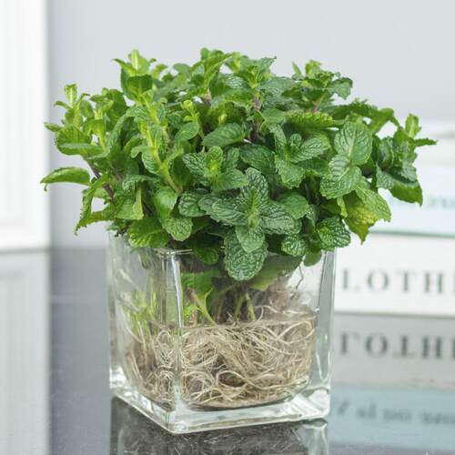 薄荷盆栽可食用室内水培植物驱蚊水养办公室新鲜花卉绿植四季好养 - 图2