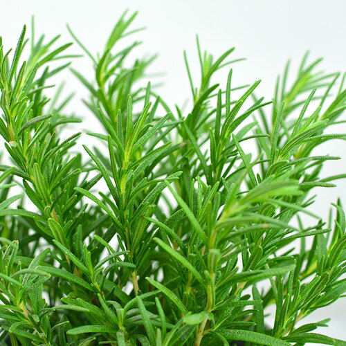 迷迭香盆栽大小苗香草植物薄荷室内驱蚊绿植花卉厨房百里香 - 图2