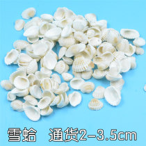 Snow Clams Bay Small White Shells Natural Sea Snail Fish Tank Ostomy Nursery Handmade Diy Stiletto Drift Bottle Decoration