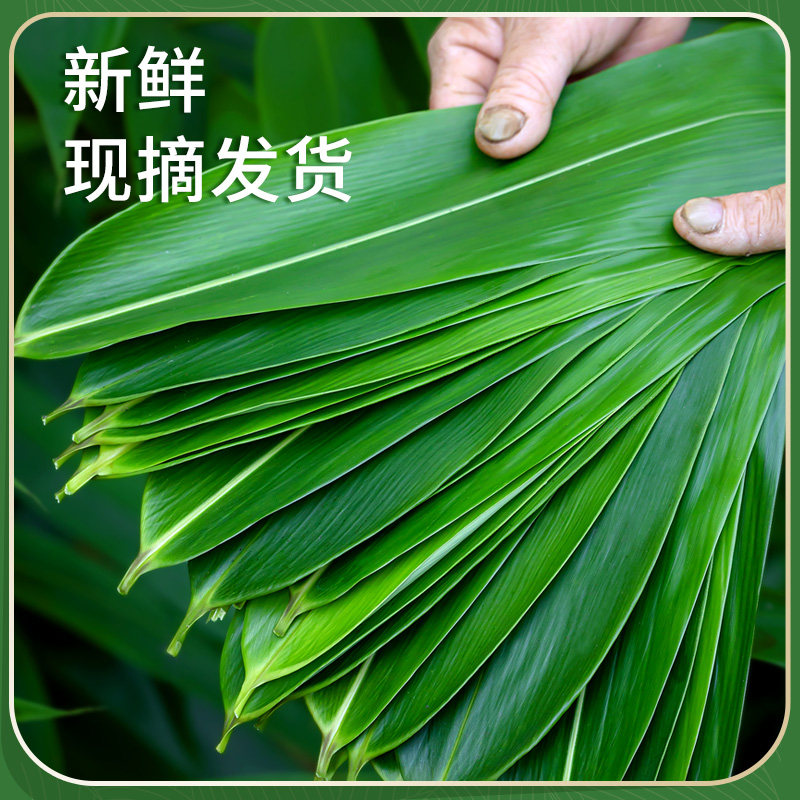 粽子叶粽叶免邮新鲜大号新叶宽棕叶干包粽子的叶子批发端午节特大_虎窝淘