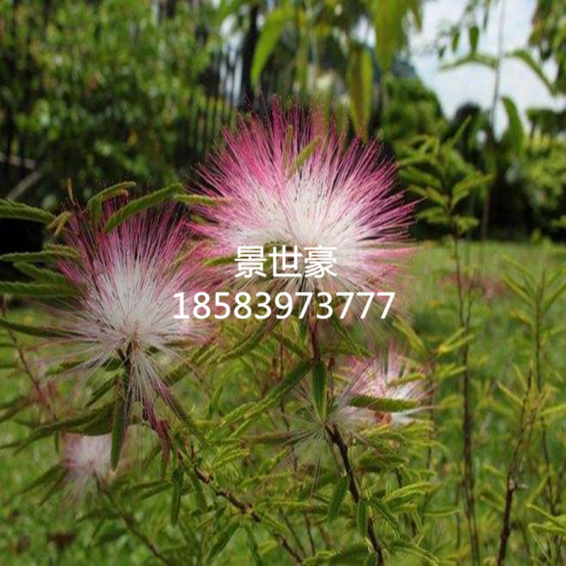 细叶合欢香水合欢苗粉扑花庭园盆栽造景植物花卉绿化行道树苗 木木生花苗木基地 淘优券 细叶合欢香水合欢苗粉扑花庭园盆栽造景植物花卉绿化行道树苗 木木生花苗木基地 淘优券