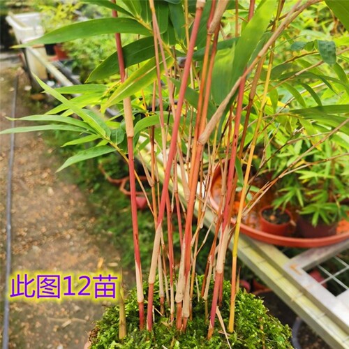苔藓红观音竹盆栽日本红寒竹室内客厅水培绿植耐寒好养植物竹盆景 - 图0