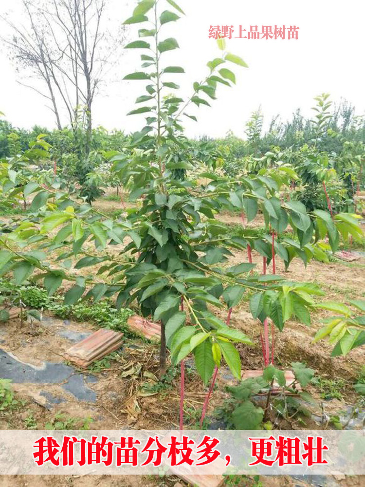 嫁接车厘子树苗特大矮化樱桃树苖果树果苗南方北方种植盆栽地栽-图1