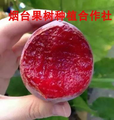 嵊州桃形李子树苗 嫁接红心红肉南北方种植果树 果苗当年结果水果 - 图0