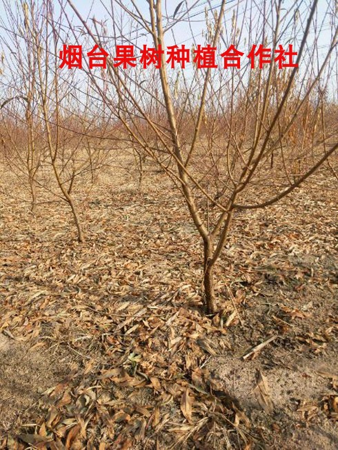 新品种血桃树嫁接苗中华血桃子树成品南北方种植地栽紫肉红肉特大-图2