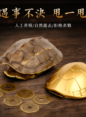天然好运乌龟壳真龟甲文玩摆件