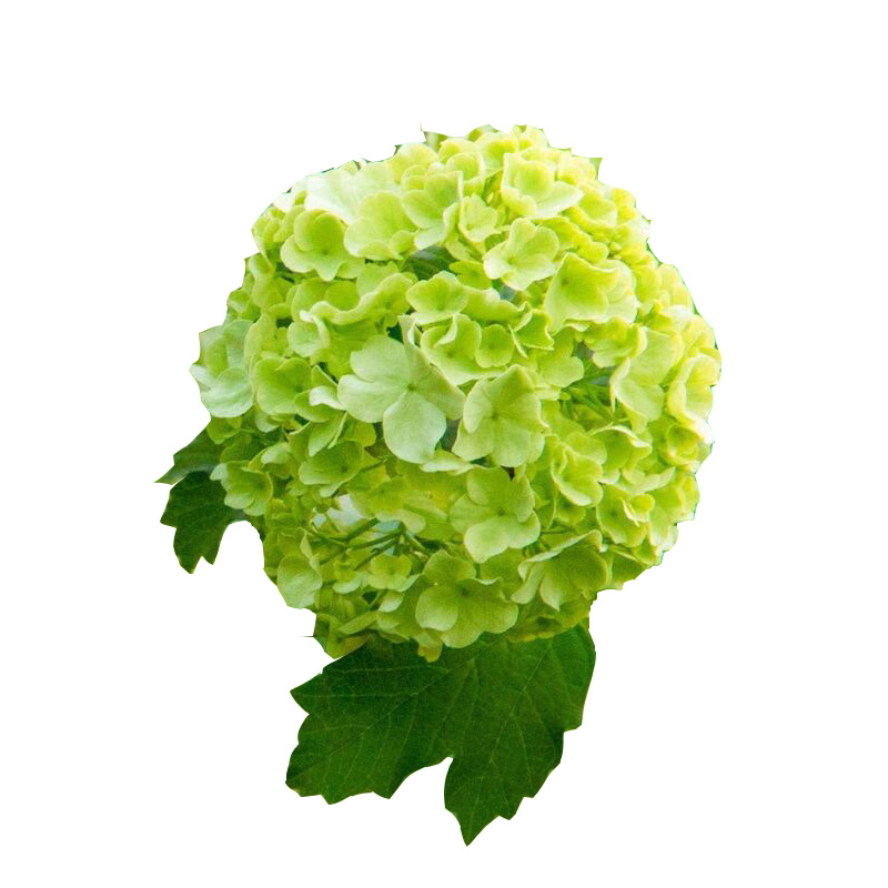 欧洲乔木绣球玫瑰棒棒糖花苗盆栽阳台庭院耐寒耐晒花卉绿植物树苗 - 图3