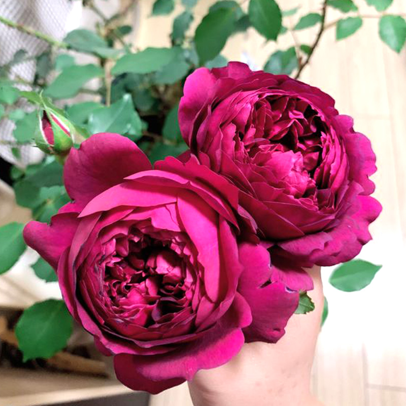秋日胭脂月季花大苗盆栽花香浓郁大花多头阳台庭院多季开花卉植物 - 图2