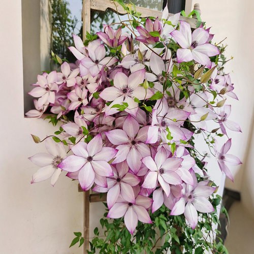 铁线莲花苗爬藤植物盆栽乌托邦银币重瓣大花阳台庭院四季攀援花卉 - 图3