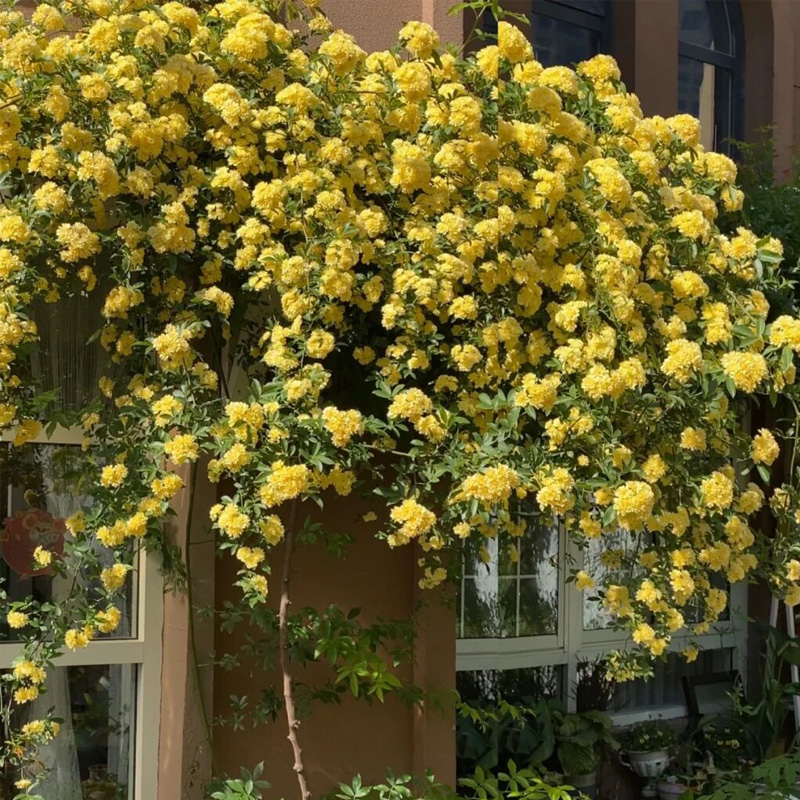 黄木香花苗盆栽大苗浓香花卉七里香阳台庭院爬藤垂吊植物老桩四季 - 图1