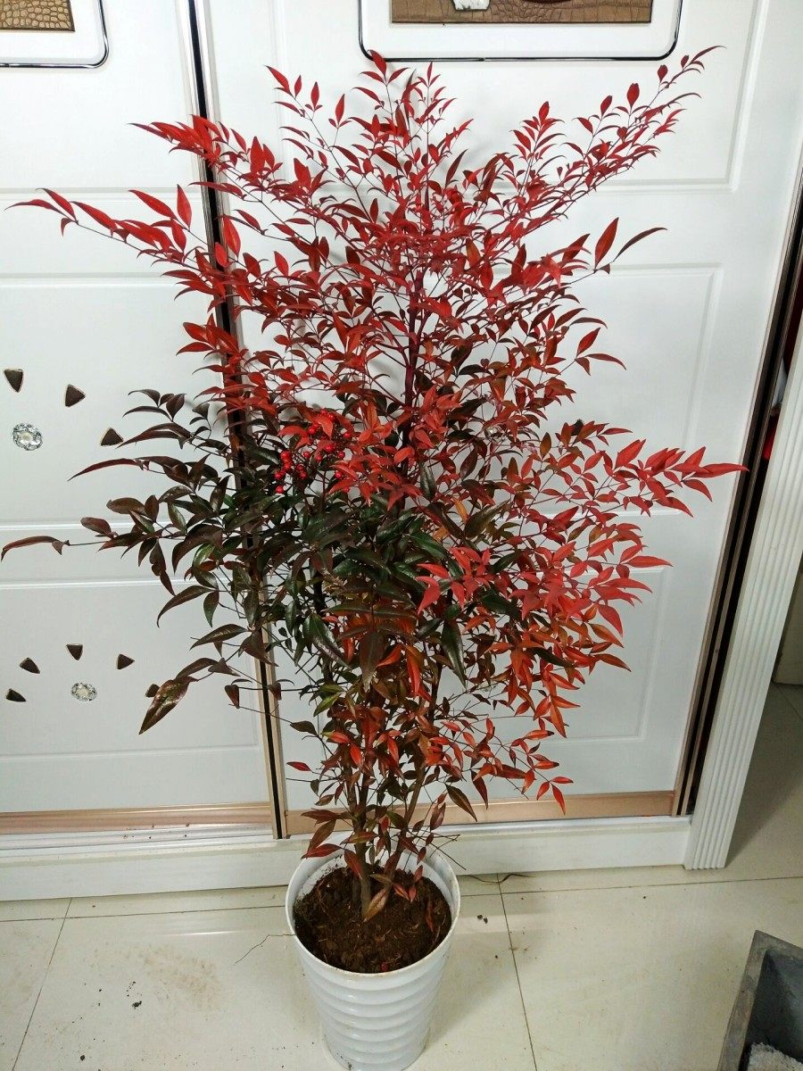 南天竹小苗阳台盆栽火焰红南天竹庭院红天竺耐寒常青观叶花卉植物_虎窝淘
