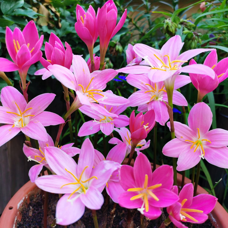 10棵粉色风雨兰花苗盆栽阳台花园葱兰四季花卉植物韭菜兰花沿阶草 - 图0