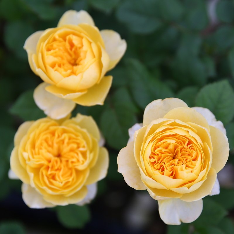 圣女贞德月季花苗大花浓香多季开花阳台庭院花园玫瑰花绿植物盆栽,淘宝优惠券,粉丝福利购,淘宝优惠卷