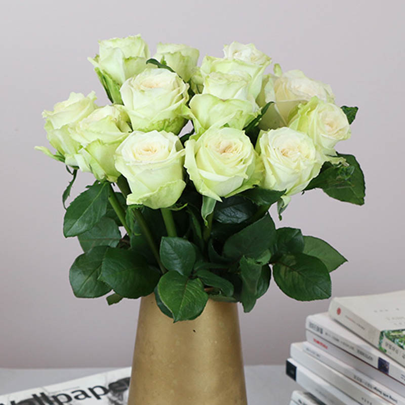 香水玫瑰花苗盆栽白荔枝大花浓香阳台观花园植物四季好养花卉勤花 - 图3