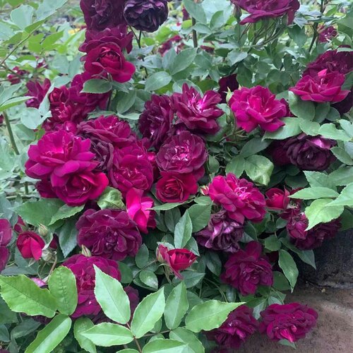 大游行蔷薇花苗爬藤阳台四季藤本月季浓香庭院爬墙植物玫瑰花盆栽 - 图0