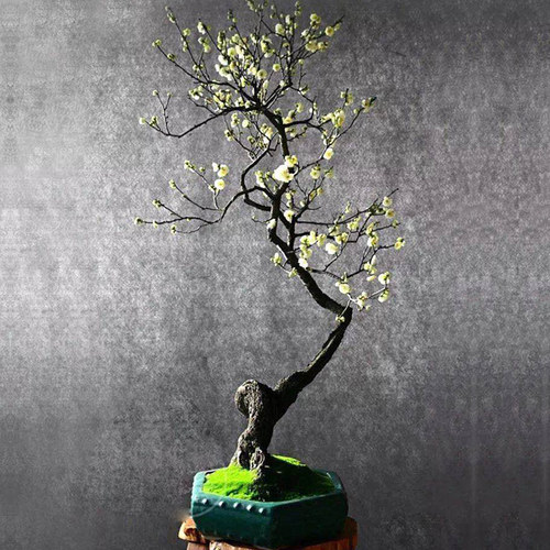 红梅花树苗盆景骨里红绿梅腊梅花老桩庭院阳台冬季开浓香花卉植物 - 图2
