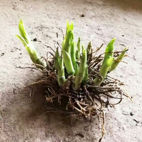 金边花叶玉簪花耐寒耐旱观叶地被植物花卉室内盆栽花坛多年生植物 - 图2