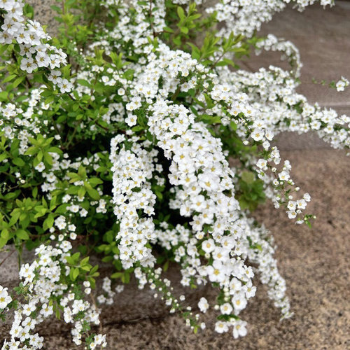 室内外耐寒好的养花卉盆栽喷雪花耐热庭院阳台种植雪柳垂吊绿植物 - 图3