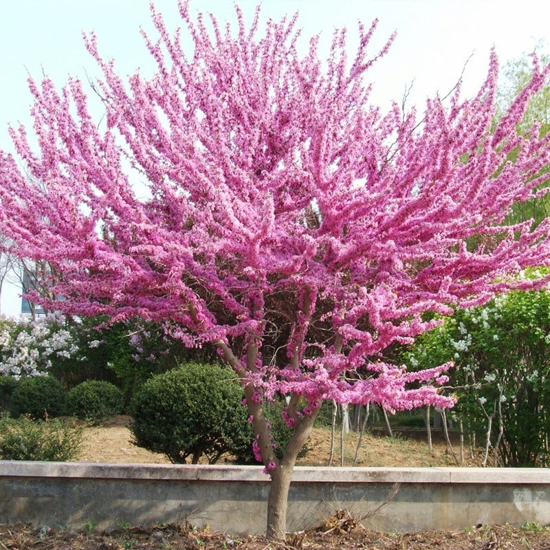 紫荆花树苗盆栽四季耐寒植物室内外阳台庭院花卉满条红丛生紫荆树-图0