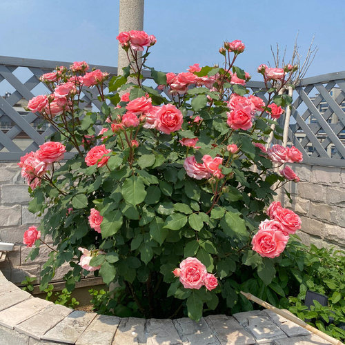 珊瑚果冻月季花苗粉色特大花浓香阳台庭院花卉四季玫瑰不垂头耐晒 - 图3