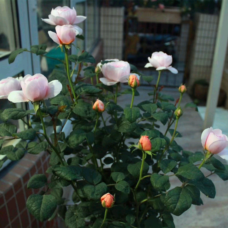 瑞典女王棒棒糖树状月季花树苗特大花玫瑰四季阳台庭院浓香绿植物-图3