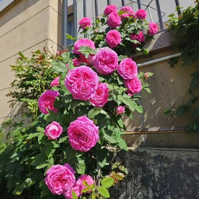 无刺特大花朵藤本浓香月季花苗盆栽西枝牡丹四季庭院爬藤蔷薇花卉,淘宝优惠券,粉丝福利购,淘宝优惠卷