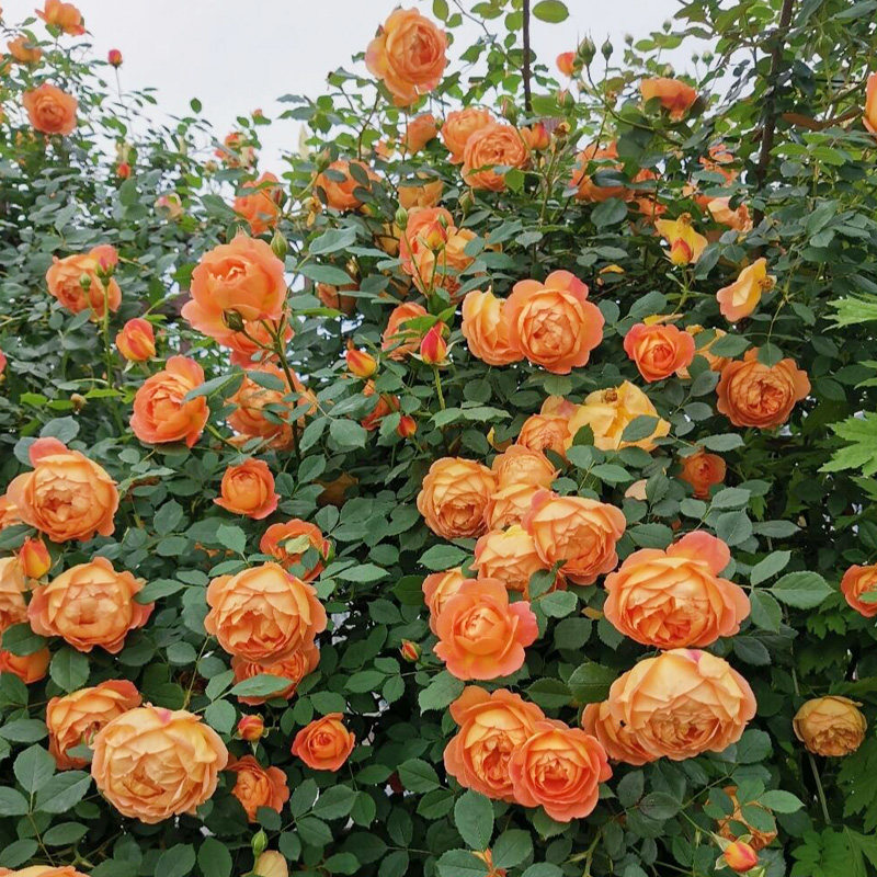 夏洛特夫人藤本月季花大苗阳台院墙爬藤花卉植物盆栽大花浓香四季,淘宝优惠券,粉丝福利购,淘宝优惠卷