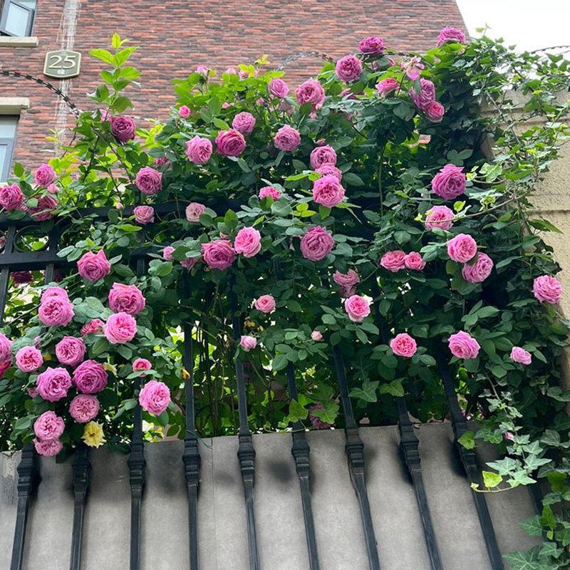 无刺特大花朵藤本浓香月季花苗盆栽西枝牡丹四季庭院爬藤蔷薇花卉,淘宝优惠券,粉丝福利购,淘宝优惠卷