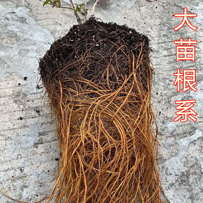 小美人鱼铁线莲花苗盆栽爬藤植物粉色系大花藤本阳台拱门攀援花卉 - 图2