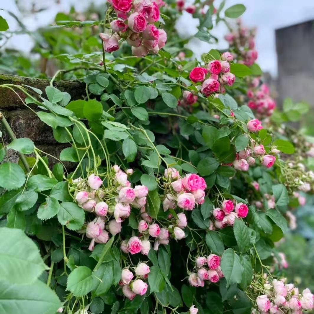 胭脂筘扣爬藤本月季花大苗阳台庭院盆栽植物玫瑰花卉多头勤花四季 - 图2