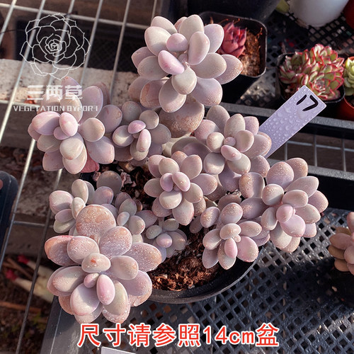 【一物一拍】命运桃蛋老桩 糖果桃蛋群生多头多肉植物大棚直销 - 图2