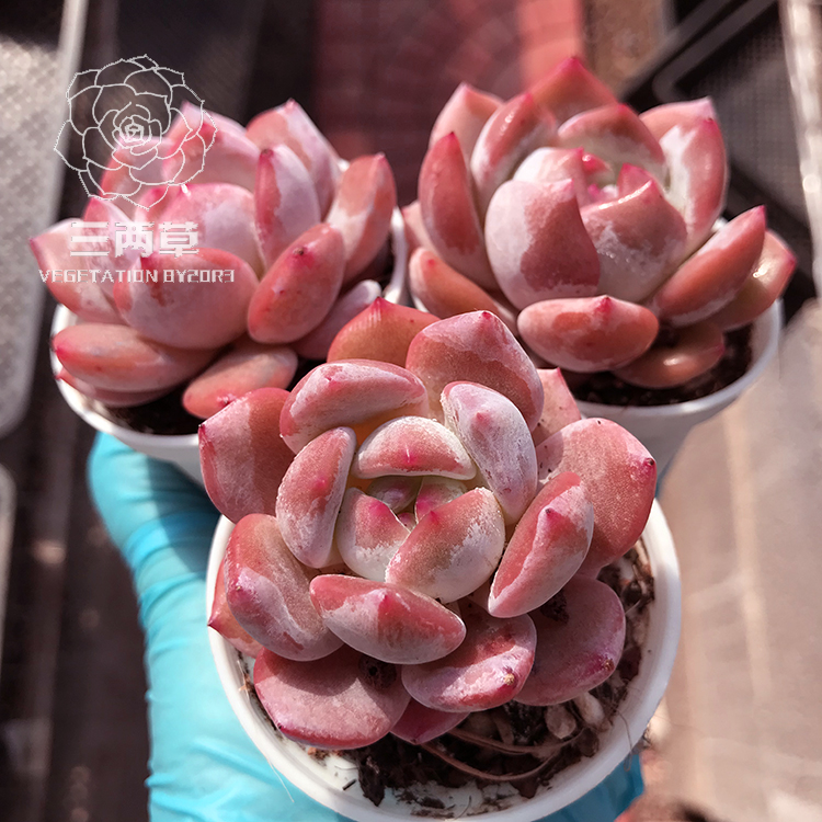 【一物一拍】正版雪天使 多肉植物 精品控养韩货 粉色多肉 18包邮 - 图1
