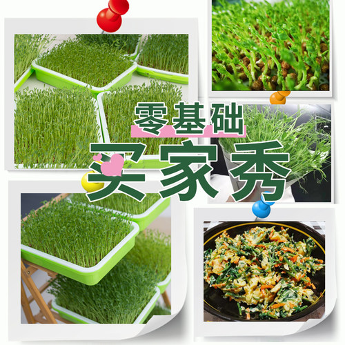 豆芽发芽盆无土栽培水培蔬菜设备豆苗芽苗菜育苗托盘种植架盆家用 - 图1
