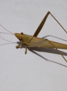 棕编蚂蚱草编昆虫影视道具摄影装饰点缀房间摆件儿童玩具老师手工