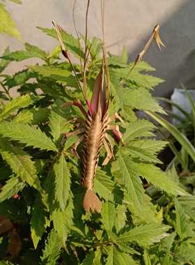 棕编草编非遗手工昆虫动物道具