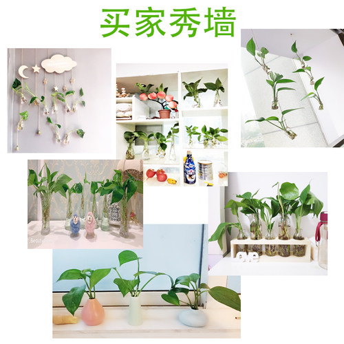 水培绿萝裸根水养绿植物大叶绿箩花卉发财树白吉利红掌富贵竹吊 - 图0