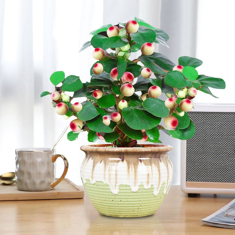 大盼菩提盆栽室内绿植中式禅意老桩菩提带果桌面办公茶桌盆栽树,淘宝优惠券,粉丝福利购,淘宝优惠卷