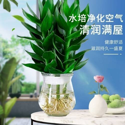 观音竹水培植物富贵竹多肉绿植物绿萝盆栽室内水养栀子花卉发财树 - 图0