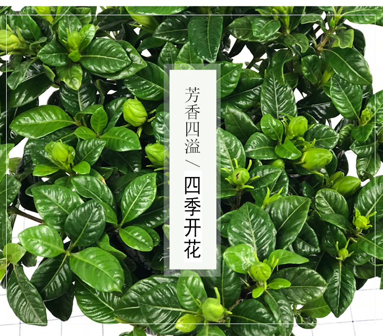 栀子花盆栽室内水培养殖易好养活花卉花苞绿植观赏绿植栀子花老桩-图0