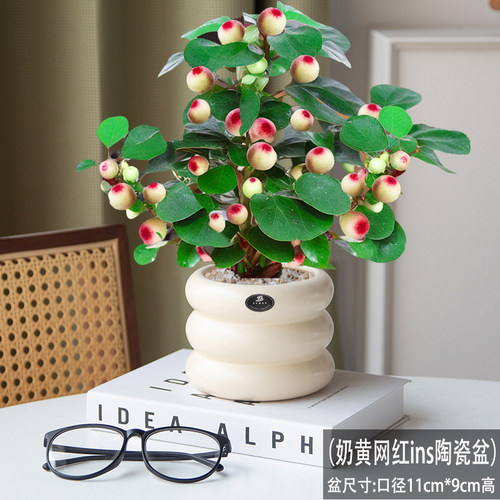 大盼菩提盆栽室内绿植中式禅意老桩菩提带果桌面办公茶桌盆栽树 - 图0