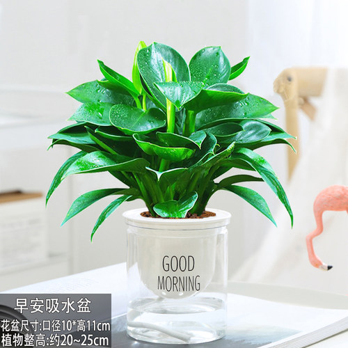 金钻绿公主盆栽室内绿植花卉四季常绿水培懒人盆栽吸水盆客厅桌摆 - 图1