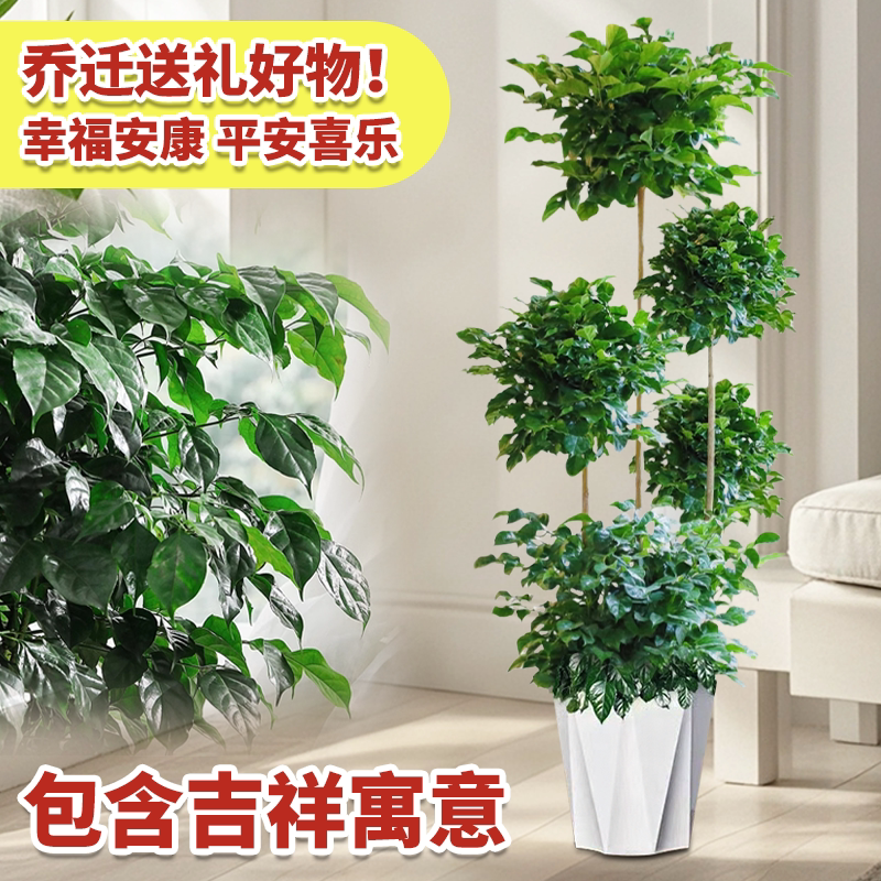 精品大型多层幸福树盆栽造型老桩树室内植物客厅四季常绿开业送礼