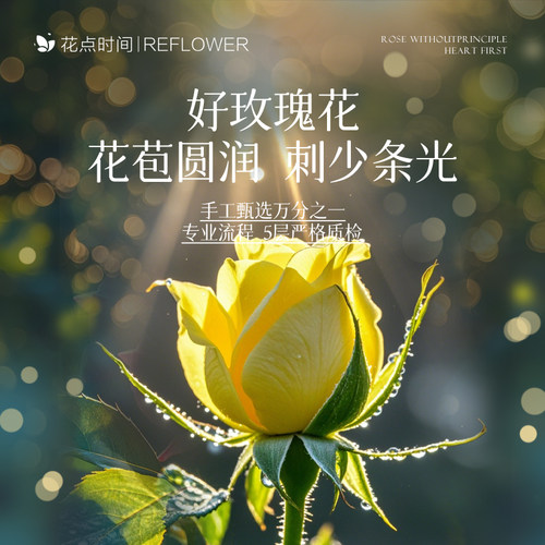 花点时间黄玫瑰鲜花云南基地直发水养家用瓶插室内品质鲜切花束送 - 图0