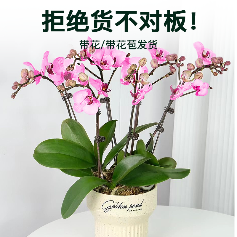 花点时间蝴蝶兰盆栽带花办公室室内阳台花卉绿植兰花带苞好养易活,淘宝优惠券,粉丝福利购,淘宝优惠卷