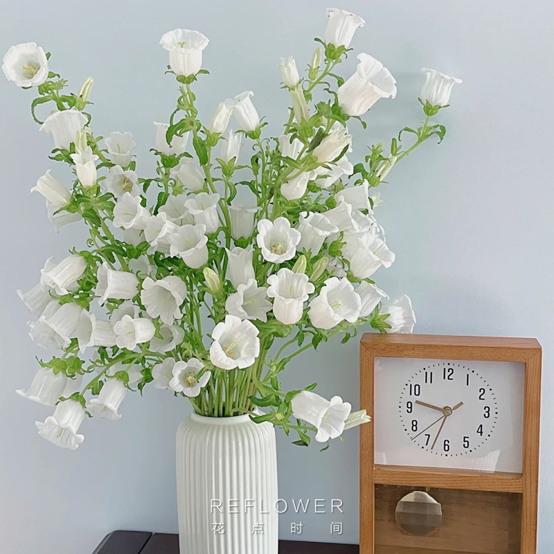 花点时间风铃花草鲜花紫色粉色云南直发花束插瓶水养铃兰鲜切花,淘宝优惠券,粉丝福利购,淘宝优惠卷