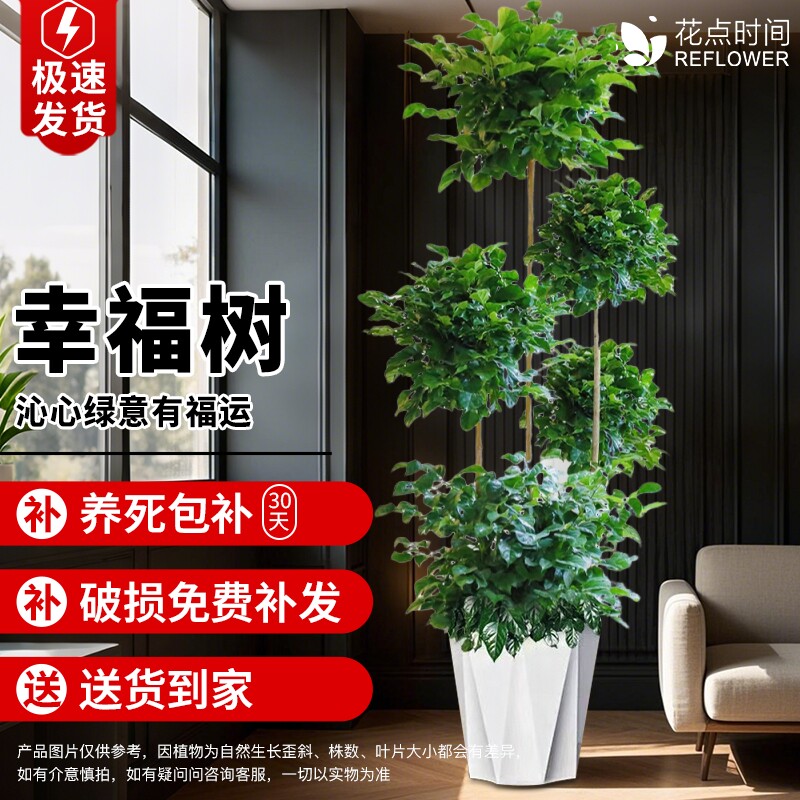 精品大型多层幸福树盆栽造型老桩树室内植物客厅四季常绿开业送礼