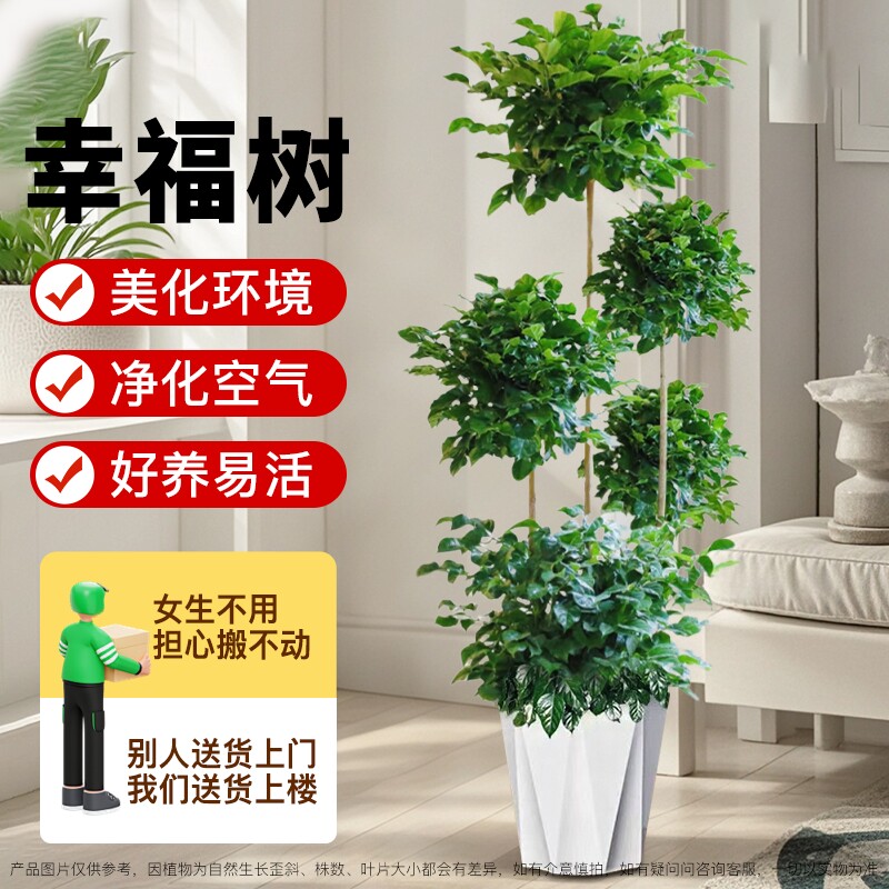 精品大型多层幸福树盆栽造型老桩树室内植物客厅四季常绿开业送礼
