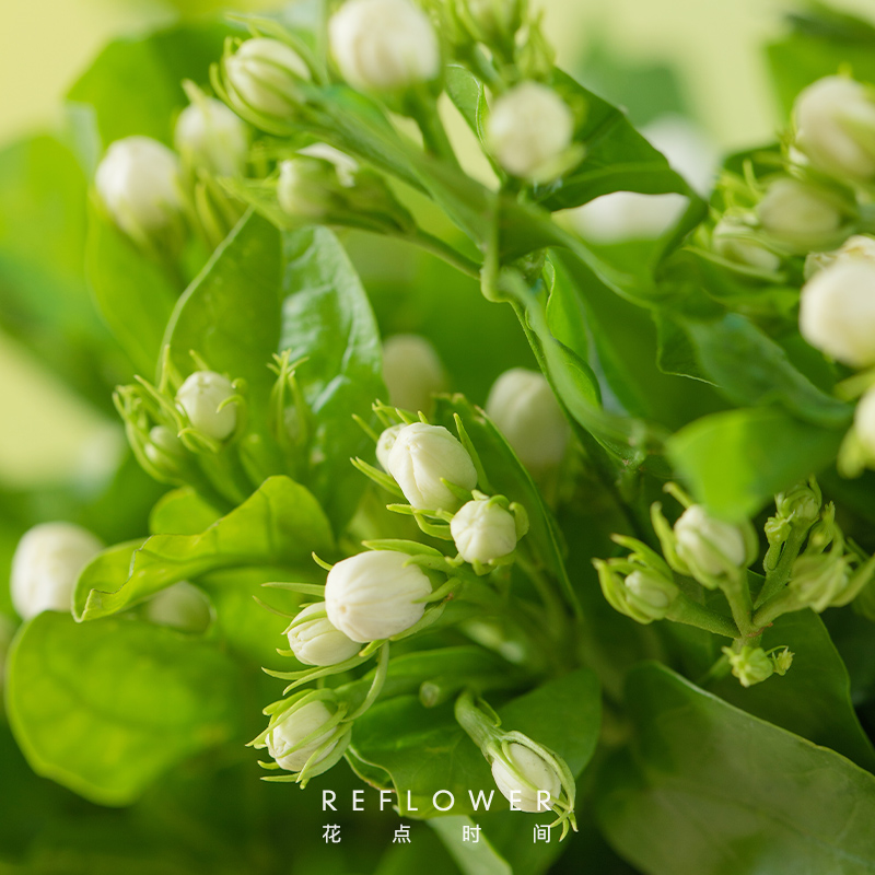 花点时间茉莉花鲜切花白色20枝室内客厅装饰鲜花云南直发花束 - 图2