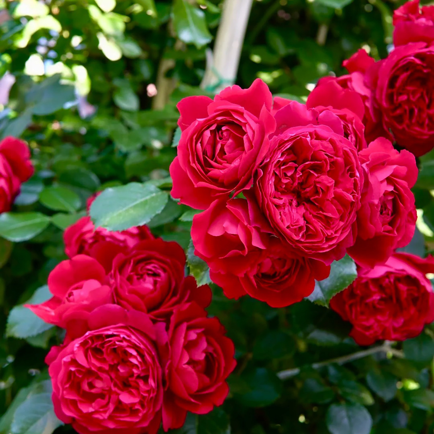 粉龙沙宝石爬藤蔷薇花苗庭院拱门藤本月季多季特大花玫瑰阳台植物,淘宝优惠券,粉丝福利购,淘宝优惠卷